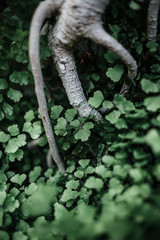 Forest flora, plants and flowers