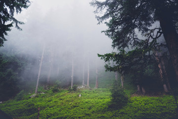 Wilderness landscape forest with pines and moss on rocks iin the fog