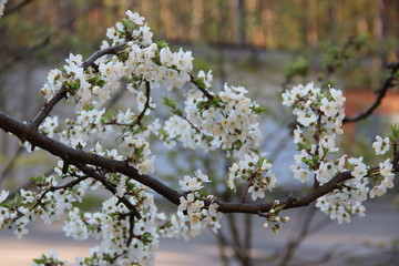Spring flowering trees