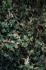 Forest flora, plants and flowers