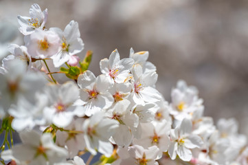Weiß blühende Kirsche im Frühling in Hamburg