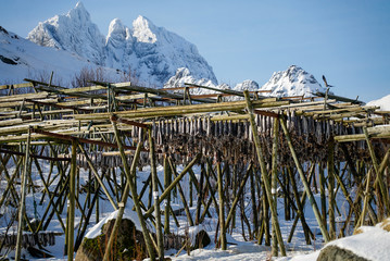 Fish rack in fisherman village in Lofoten, Norway