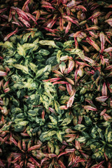 Obraz premium Forest flora, plants and flowers