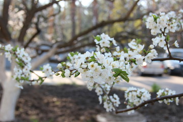 Spring flowering trees