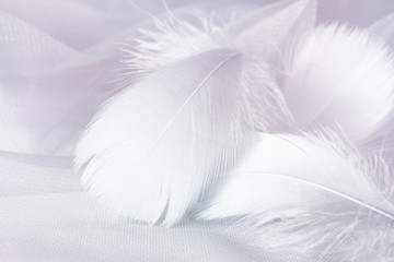 Fototapeta na wymiar Gray feathers on tulle in pastel tones