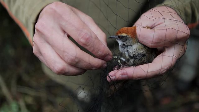 Bird ringing for scientific purpose in the forest. Ornithologist attaching ring / identification tag for bird study. Science, biology, nature, conservation, fauna, research and ornithology concept.