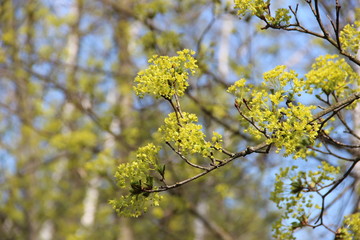 Spring flowering trees