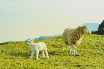 A flock of Scottish Blackface sheep, Ewes on a single track road at west coast of the Isle of Skye. Scotland UK. Typical Scottish Island scene. Horizontal, Landscape