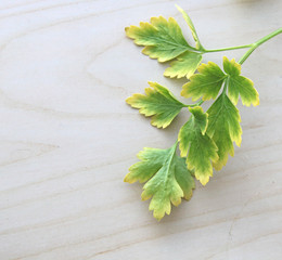 Isolated fresh parsley herb ingredient for cooking in the kitchen on wood table in natural daylight