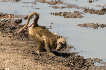 Fototapeta premium Babouin chacma, Papio ursinus , chacma baboon, Parc national Kruger, Afrique du Sud