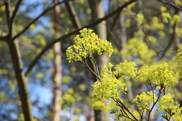Spring flowering trees