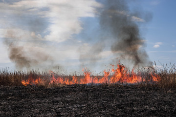 Burning dry grass. Forest fire.Scorched earth. Bright flames of fire. Environmental disaster. Fire season.