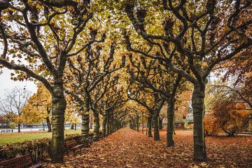 Colorful autumn at Nizza Park in Frankfurt am Main, Germany