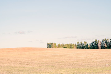 Minimalistic landscape with a row of trees on the horizon