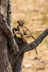 Babouin chacma, Papio ursinus , chacma baboon, Parc national Kruger, Afrique du Sud