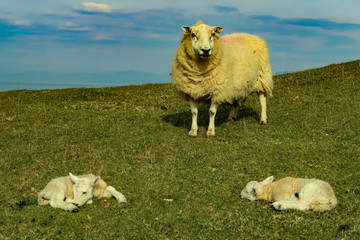 Obraz premium A flock of Scottish Blackface sheep, Ewes on a single track road at west coast of the Isle of Skye. Scotland UK. Typical Scottish Island scene. Horizontal, Landscape
