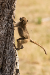 Babouin chacma, Papio ursinus , chacma baboon, Parc national Kruger, Afrique du Sud