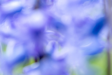 Fototapeta na wymiar Abstract background of Fresh early spring purple hyacinth bulbs, grown in Land (garden)