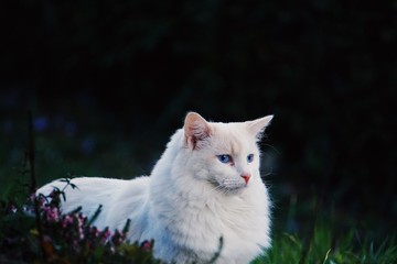 Naklejka na ściany i meble white cat with blue eyes 