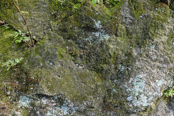 Green moss on stone texture and background