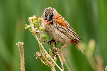 Euplecte ignicolore,.Euplectes orix, Southern Red Bishop, immature, Afrique du Sud