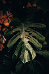 Monstera