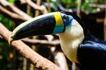 Plano medio de tucán