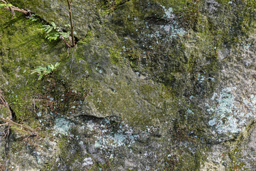 Green moss on stone texture and background