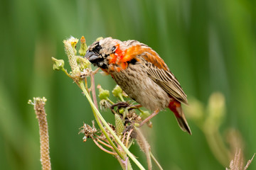 Euplecte ignicolore,.Euplectes orix, Southern Red Bishop, immature, Afrique du Sud