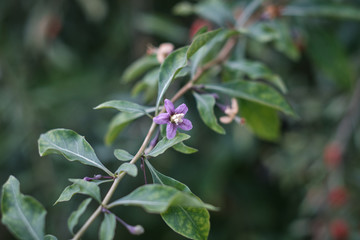 Purple flowers