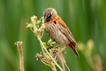 Euplecte ignicolore,.Euplectes orix, Southern Red Bishop, immature, Afrique du Sud