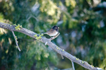Morning Junco