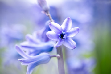 Violet Spring flowers. perfume of blooming hyacinths symbol of early spring.