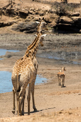 Girafe, Giraffa Camelopardalis, Parc national Kruger, Afrique du Sud