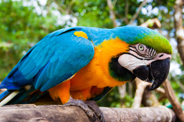 General close-up of a blue and yellow macaw standing on a wood 