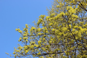 Fototapeta premium Spring flowering trees