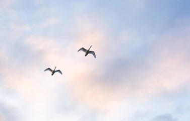 Swans fly through the evening sky