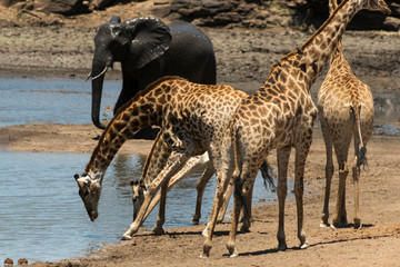 Girafe, Giraffa Camelopardalis, Parc national Kruger, Afrique du Sud