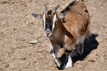 Laufende Ziege im Gelände