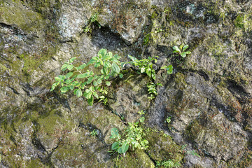 Obraz premium Green moss on stone texture and background