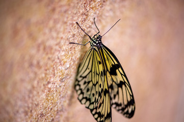 Cliffhanger Butterfly
