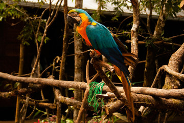General close-up of a blue and yellow macaw standing on a wood with a blurred background