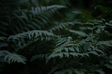 Forest ferns