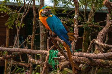 General close-up of a blue and yellow macaw standing on a wood with a blurred background