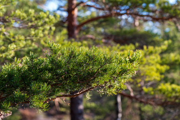 Fototapeta premium Spruce branches