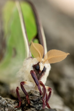 Luna moth winged imago in transition