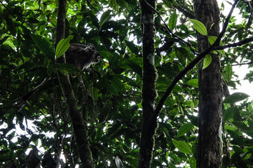 General shot of a Chinese monkey standing on a tree branch on a background covered with foliage