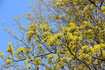 Spring flowering trees