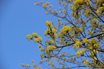 Spring flowering trees