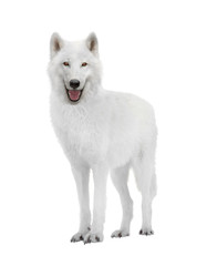 Polar wolf isolated on a white background.